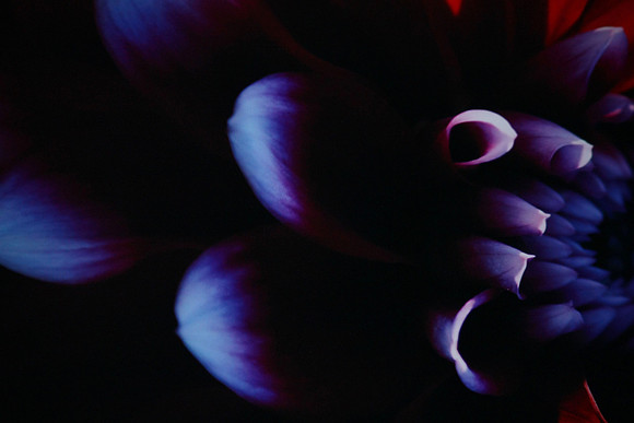 Deep in Dahlia